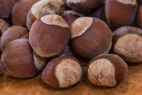 American Hazelnut Filbert 10 Seeds Corylus americana  USA Company