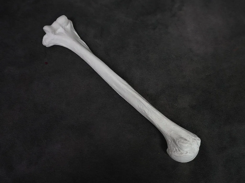 Arm Bone - Humerus Replica