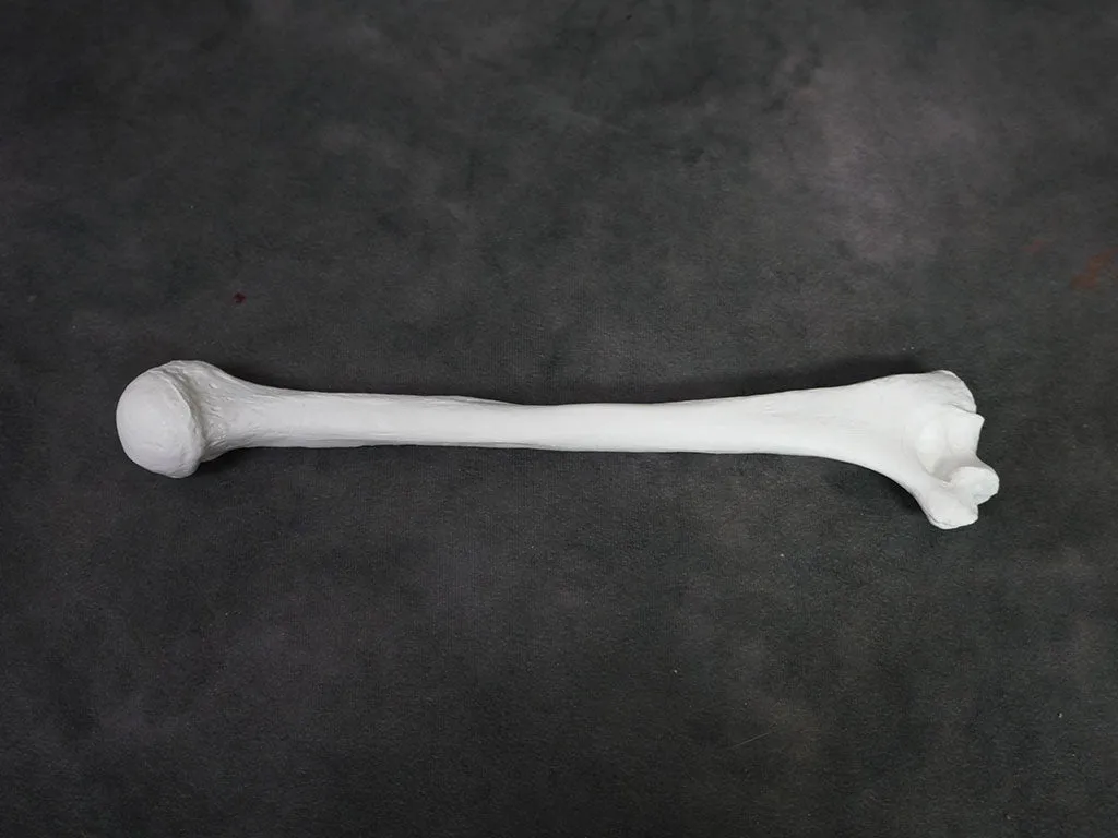 Arm Bone - Humerus Replica