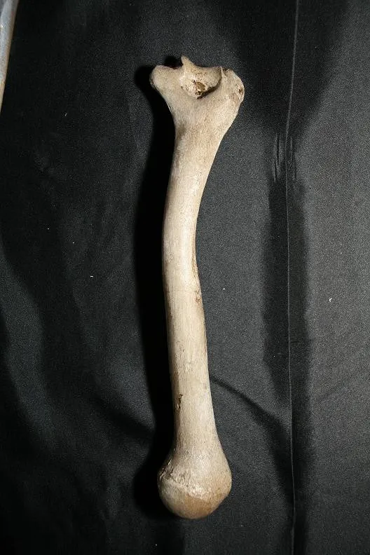 Arm Bone - Humerus Replica