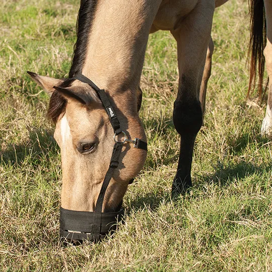 Cashel Grazing Muzzle- Mini