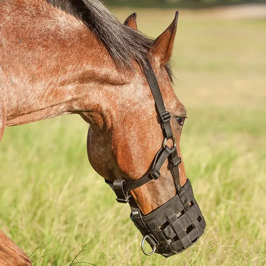 Cashel Grazing Muzzle- Mini