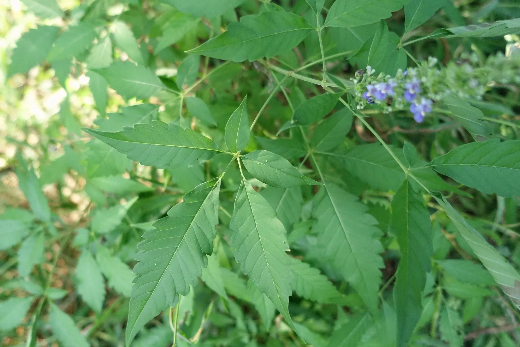 Chinese Chaste Tree Vitex negundo 20 Seeds  USA Company