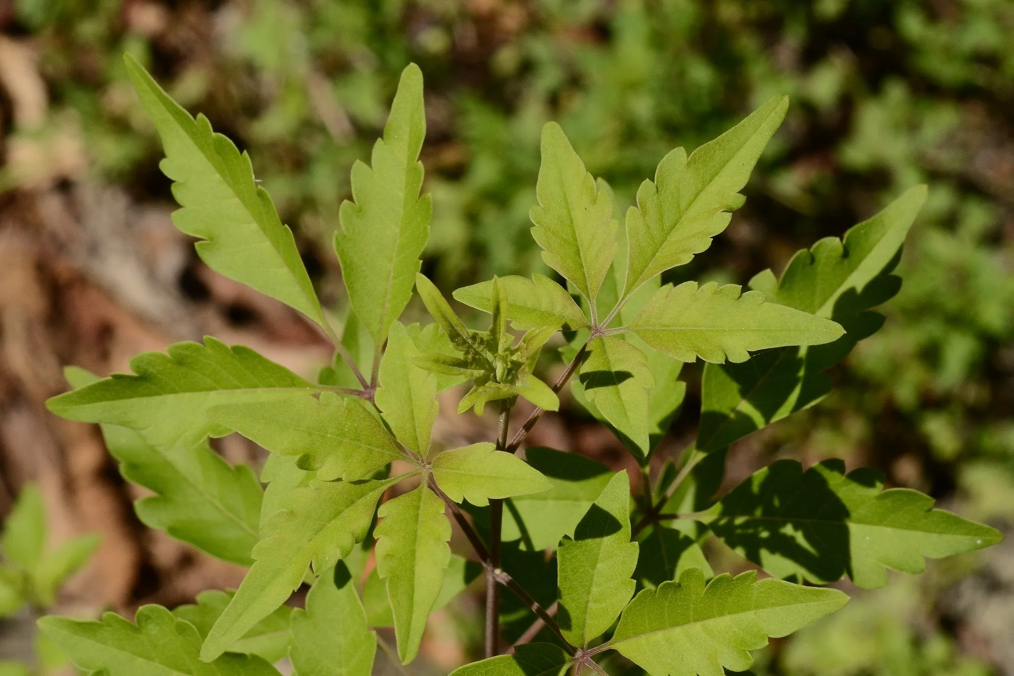 Chinese Chaste Tree Vitex negundo 20 Seeds  USA Company