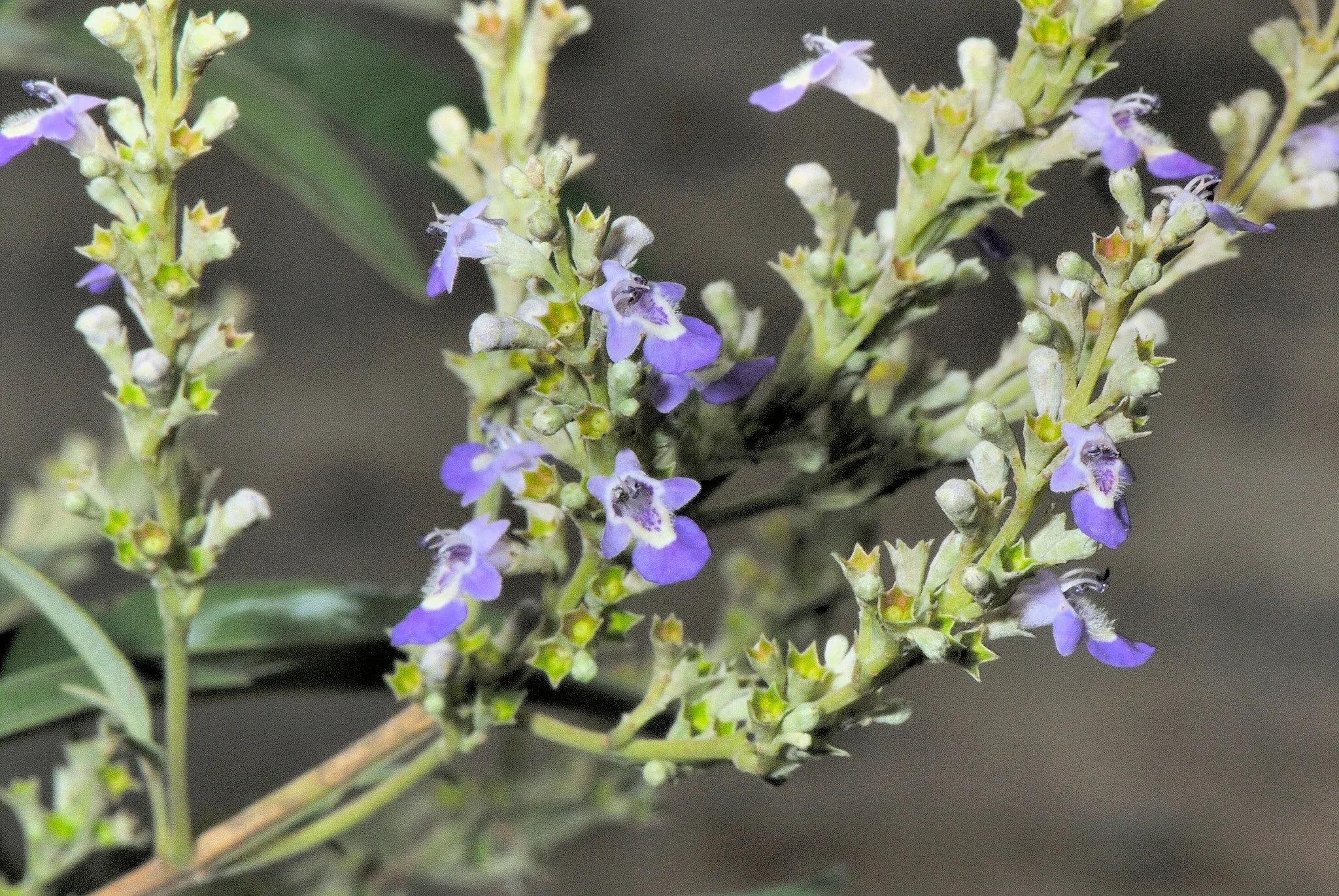 Chinese Chaste Tree Vitex negundo 20 Seeds  USA Company