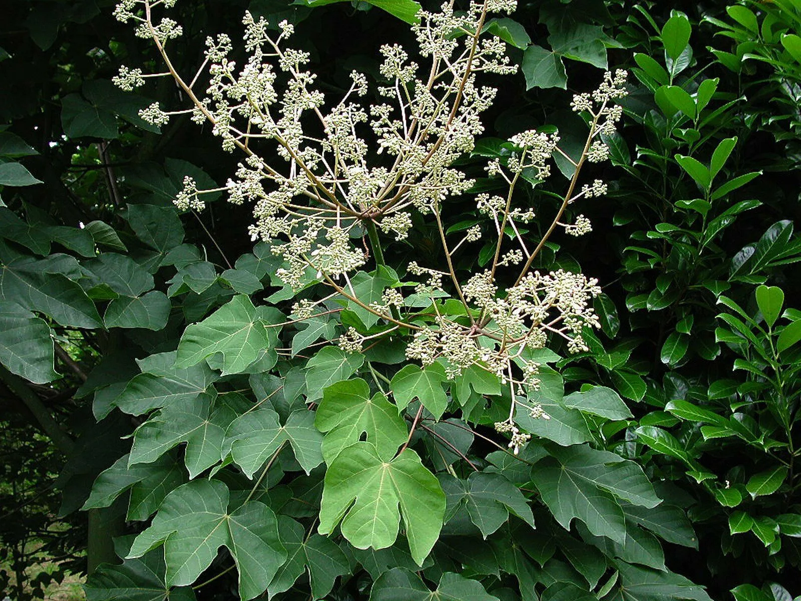 Chinese Parasol Tree Firmiana simplex 20 Seeds  USA Company