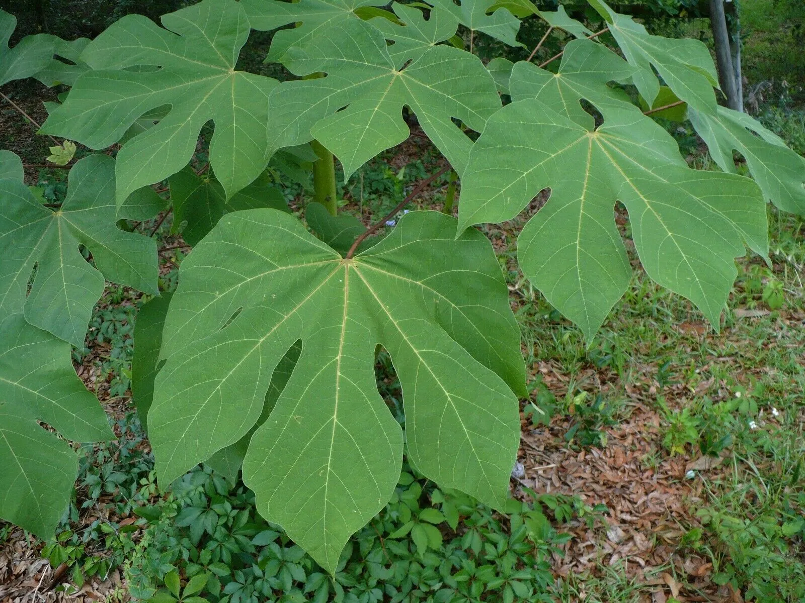Chinese Parasol Tree Firmiana simplex 20 Seeds  USA Company