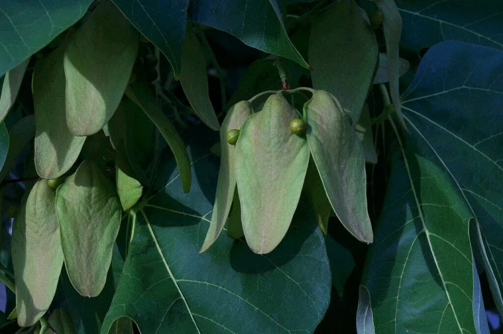 Chinese Parasol Tree Firmiana simplex 20 Seeds  USA Company