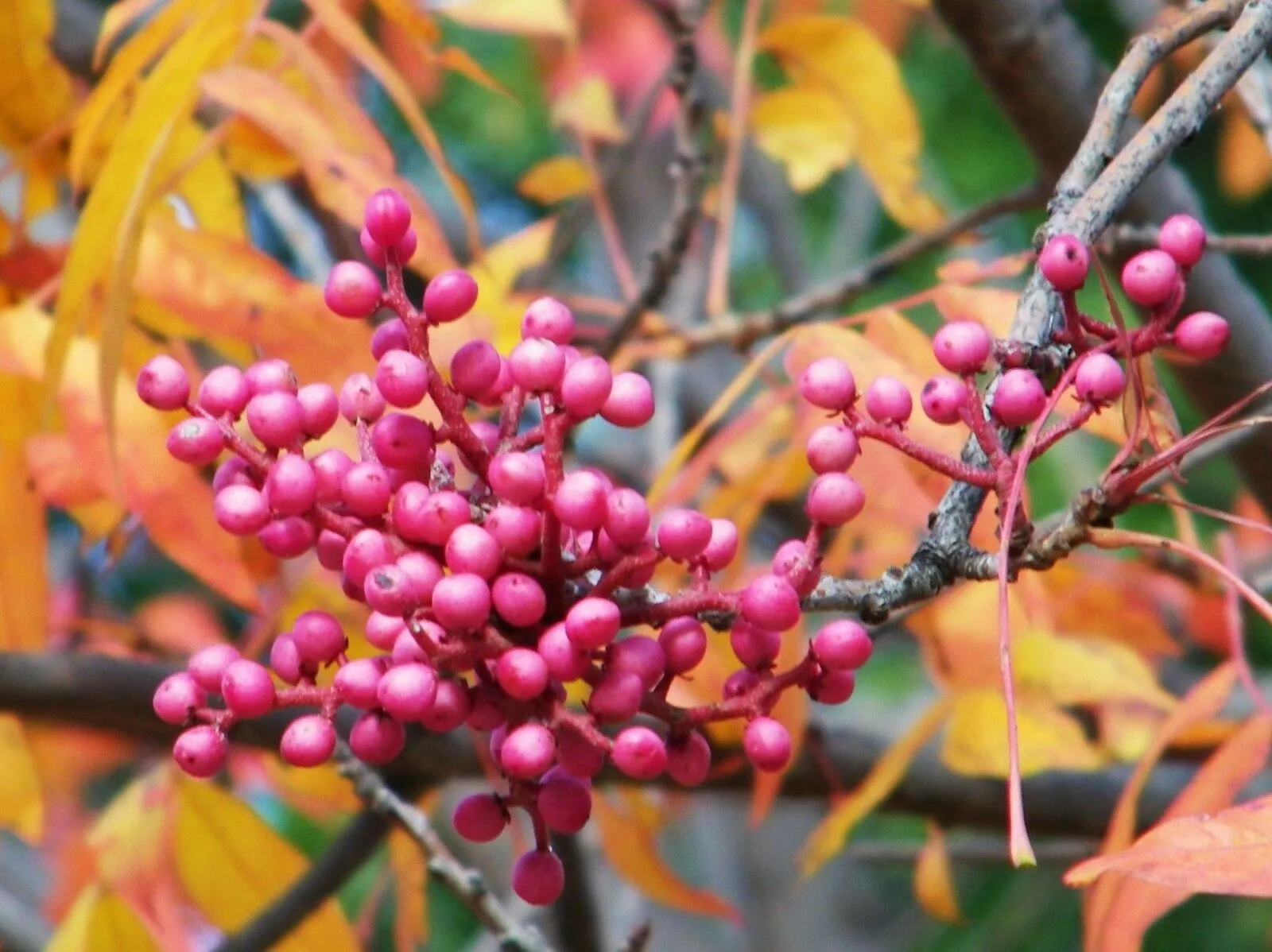 Chinese Pistache Pistacia chinensis 100 Seeds  USA Company