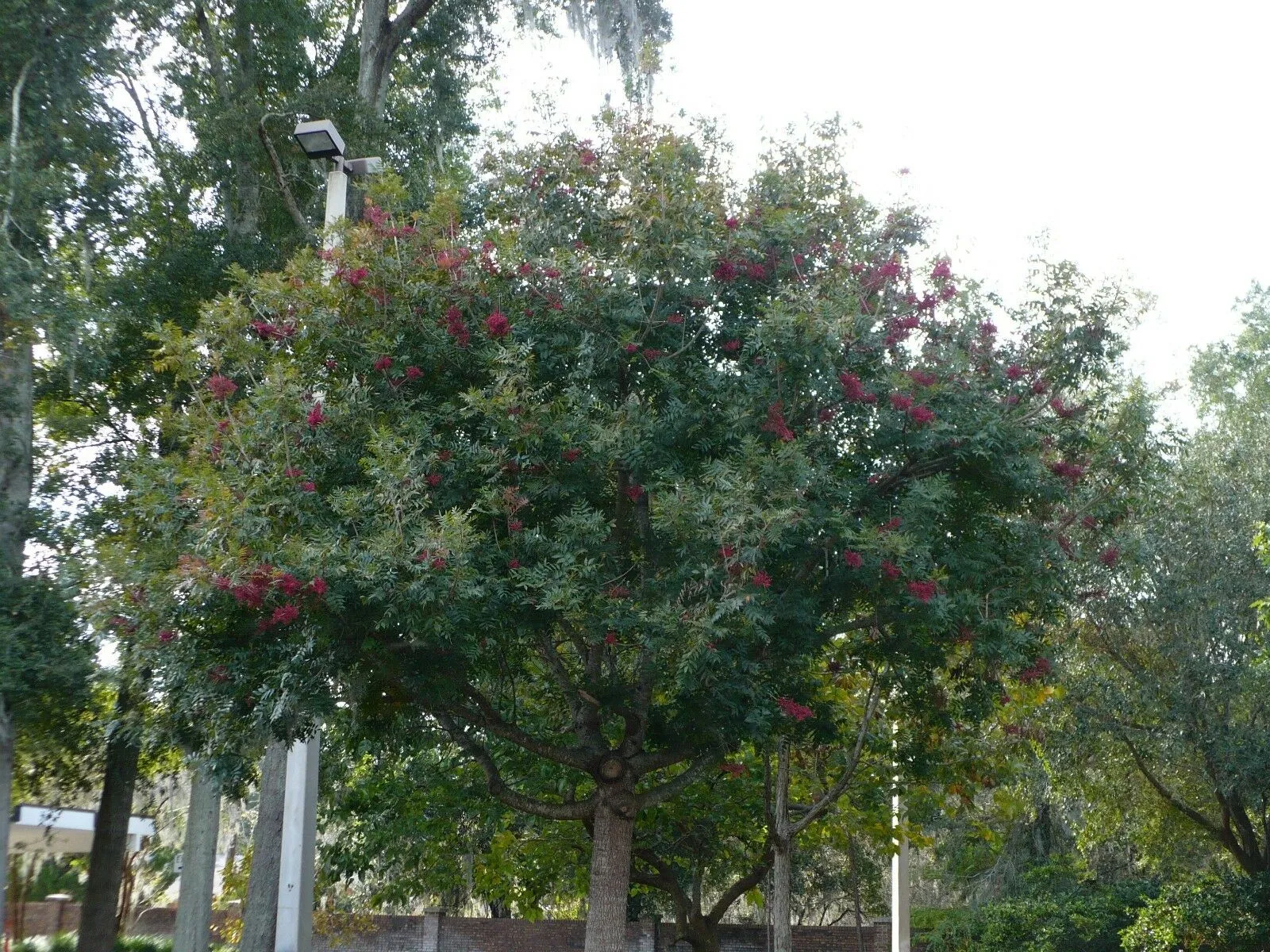 Chinese Pistache Pistacia chinensis 100 Seeds  USA Company
