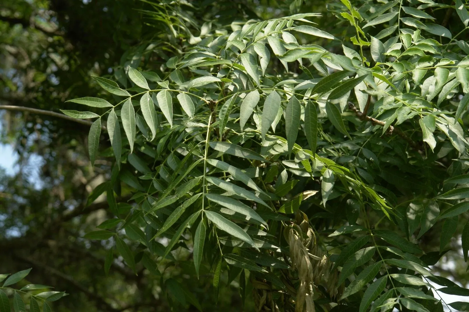 Chinese Pistache Pistacia chinensis 100 Seeds  USA Company