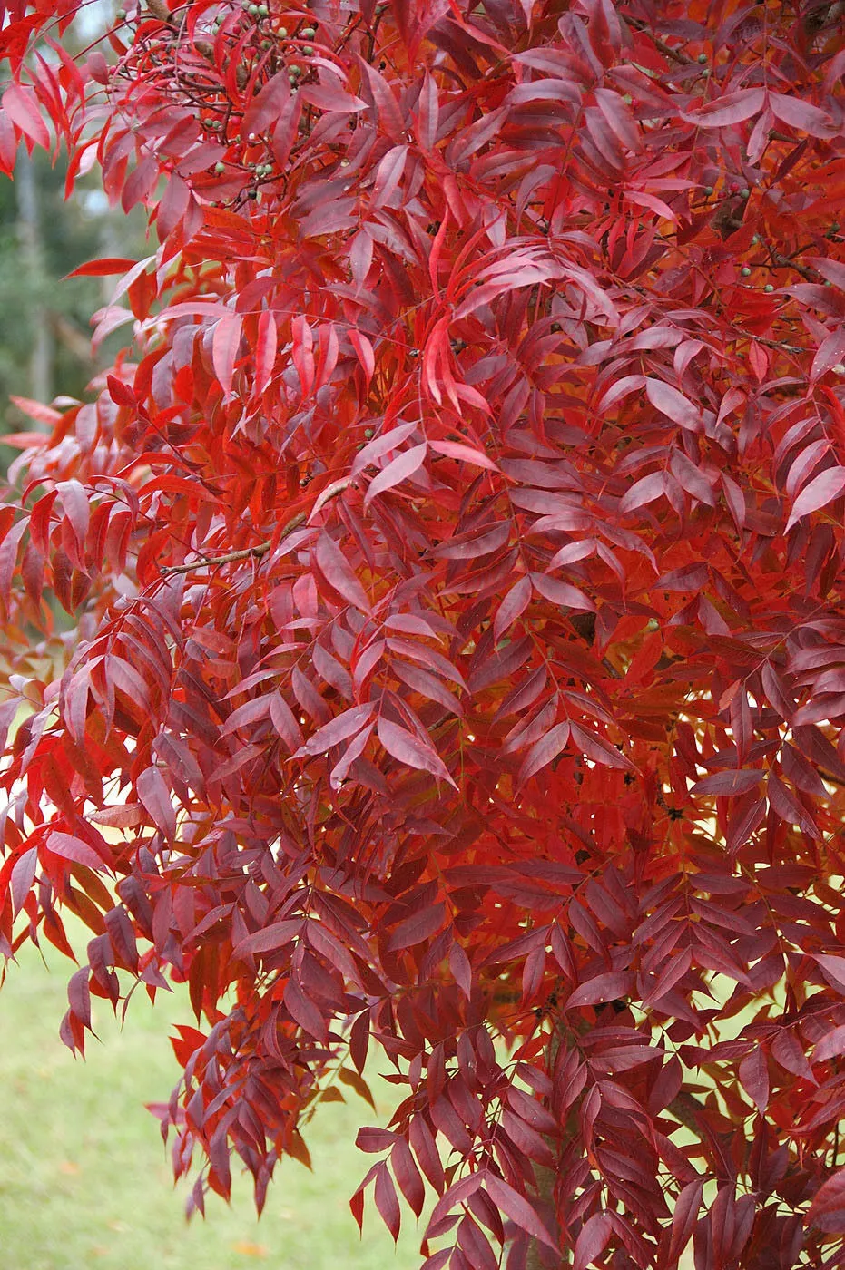 Chinese Pistache Pistacia chinensis 100 Seeds  USA Company