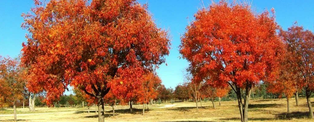 Chinese Pistache Pistacia chinensis 100 Seeds  USA Company
