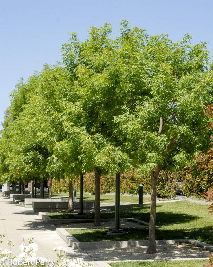 Chinese Pistache Pistacia chinensis 100 Seeds  USA Company