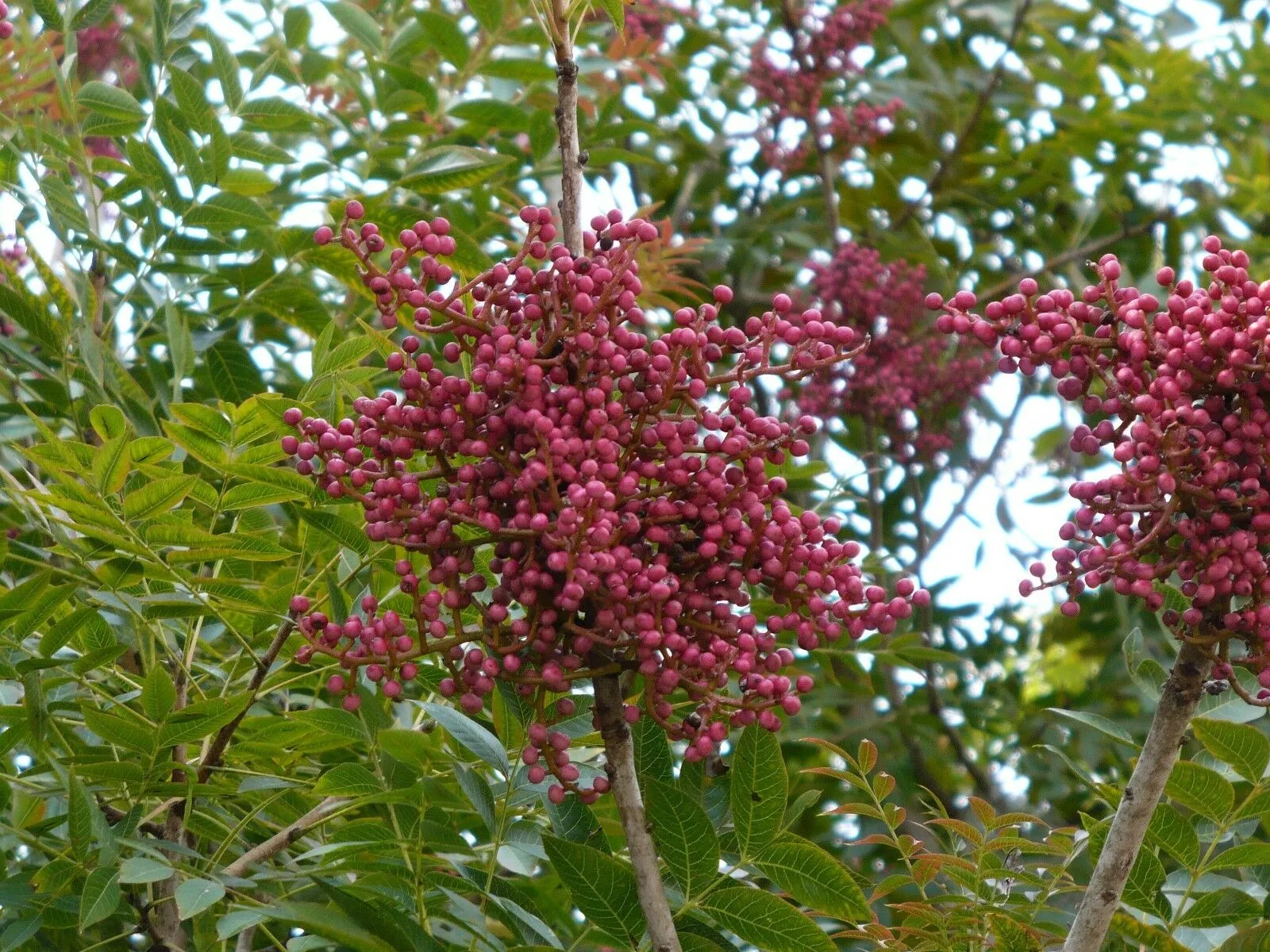 Chinese Pistache Pistacia chinensis 100 Seeds  USA Company