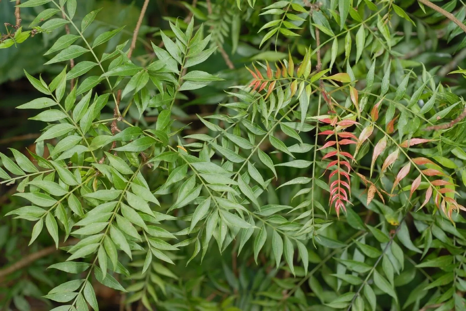 Chinese Pistache Pistacia chinensis 100 Seeds  USA Company