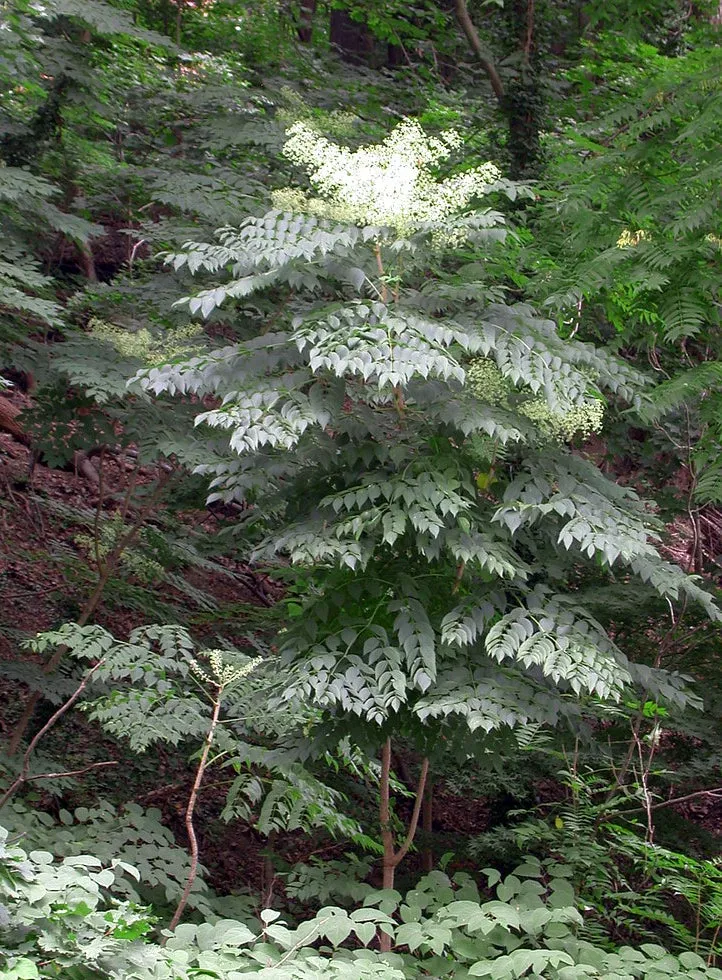 Devil's Walking Stick Aralia Spinosa 200 Seeds  USA Company