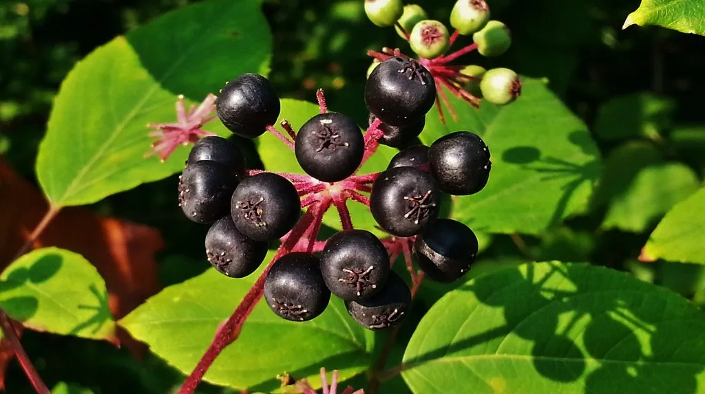 Devil's Walking Stick Aralia Spinosa 200 Seeds  USA Company