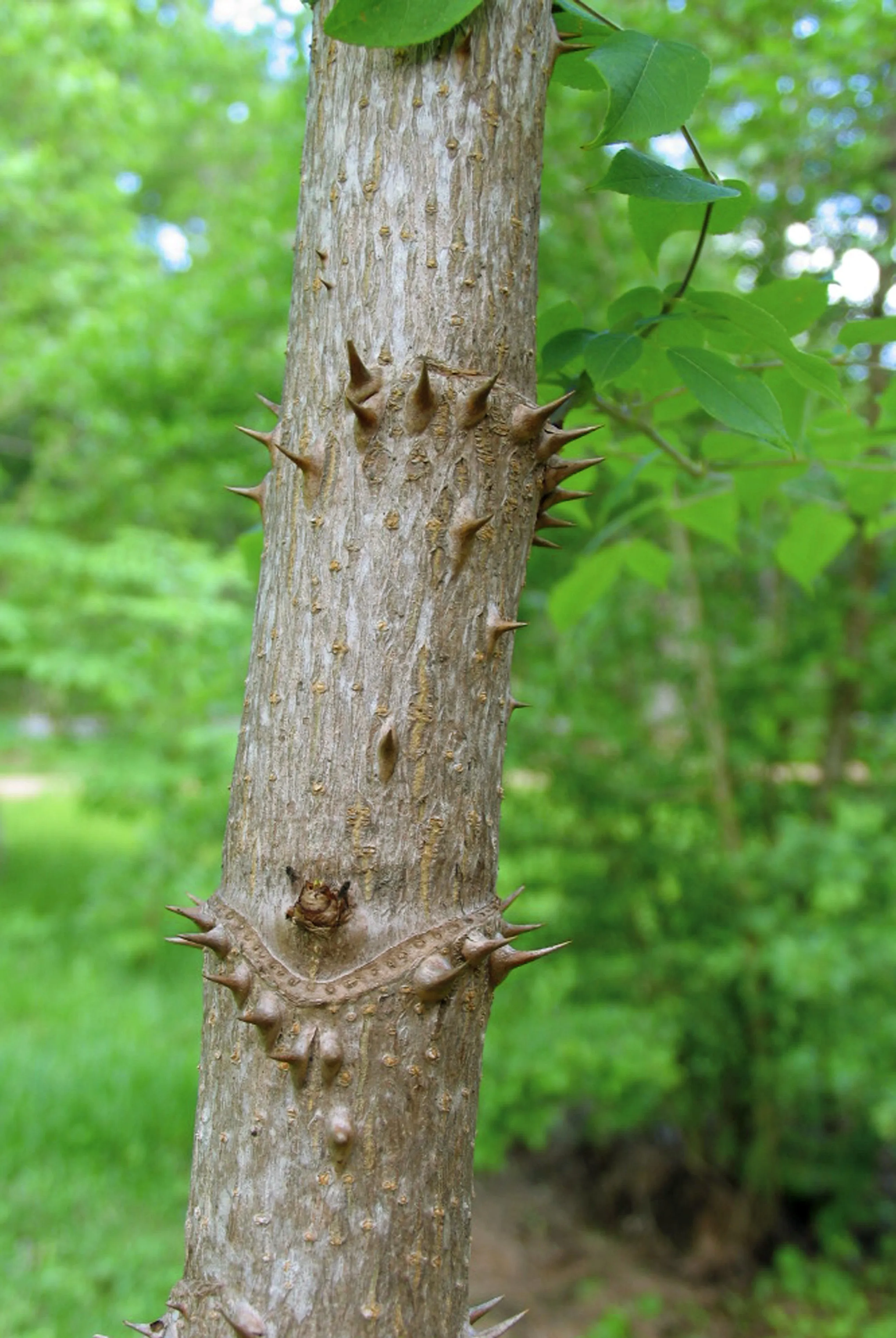 Devil's Walking Stick Aralia Spinosa 200 Seeds  USA Company