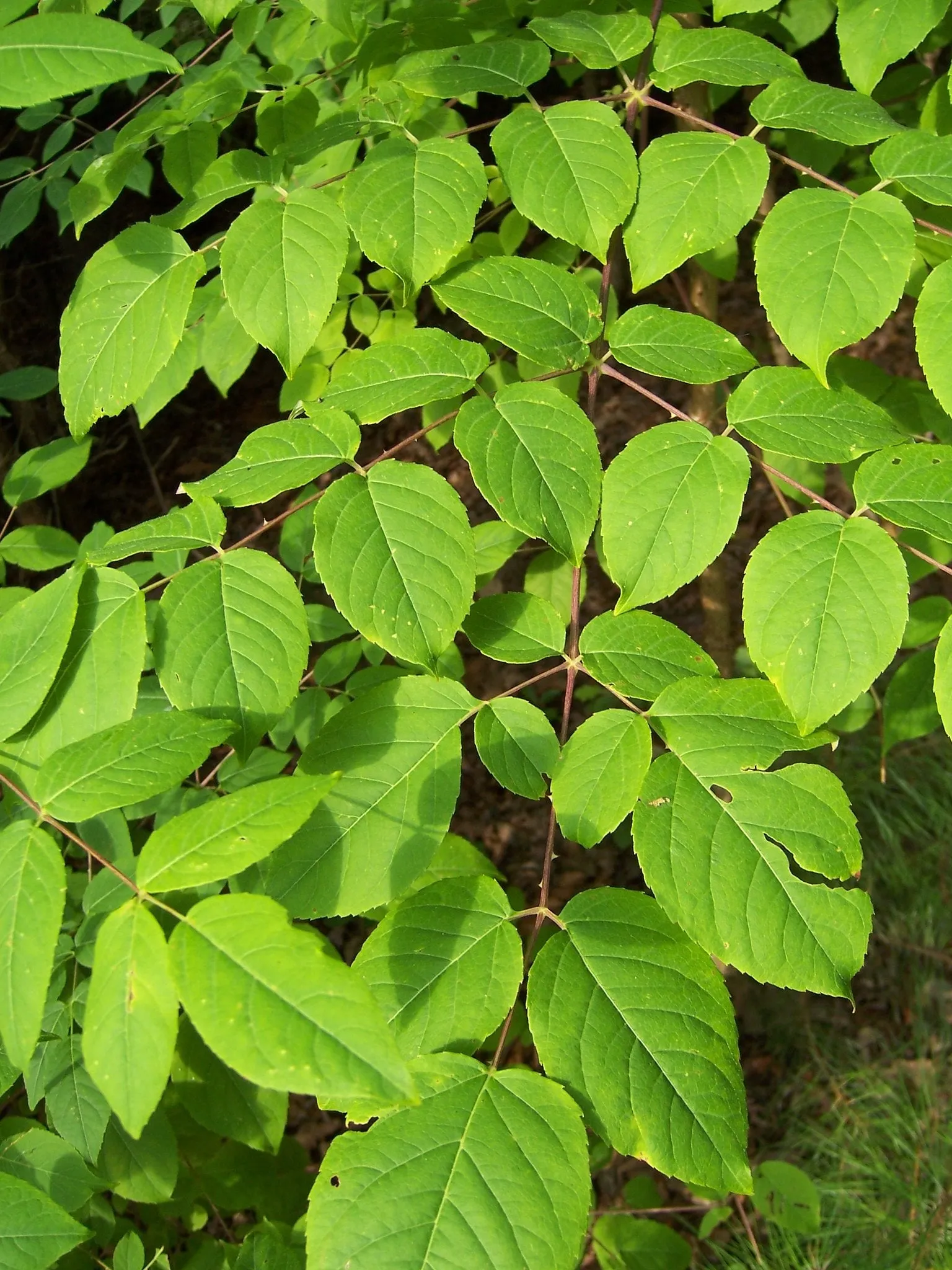 Devil's Walking Stick Aralia Spinosa 200 Seeds  USA Company
