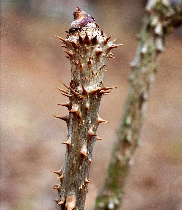 Devil's Walking Stick Aralia Spinosa 200 Seeds  USA Company