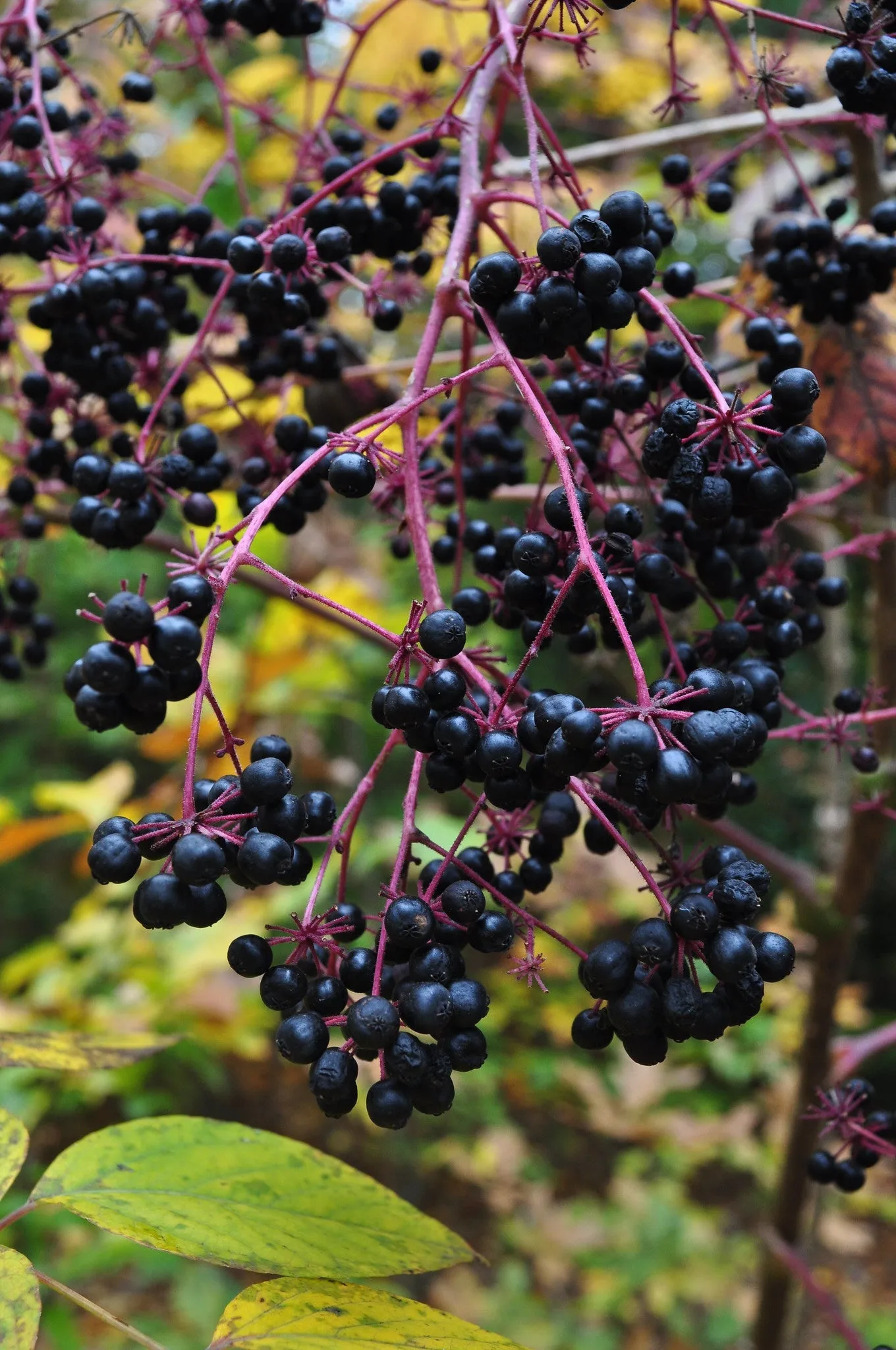 Devil's Walking Stick Aralia Spinosa 200 Seeds  USA Company
