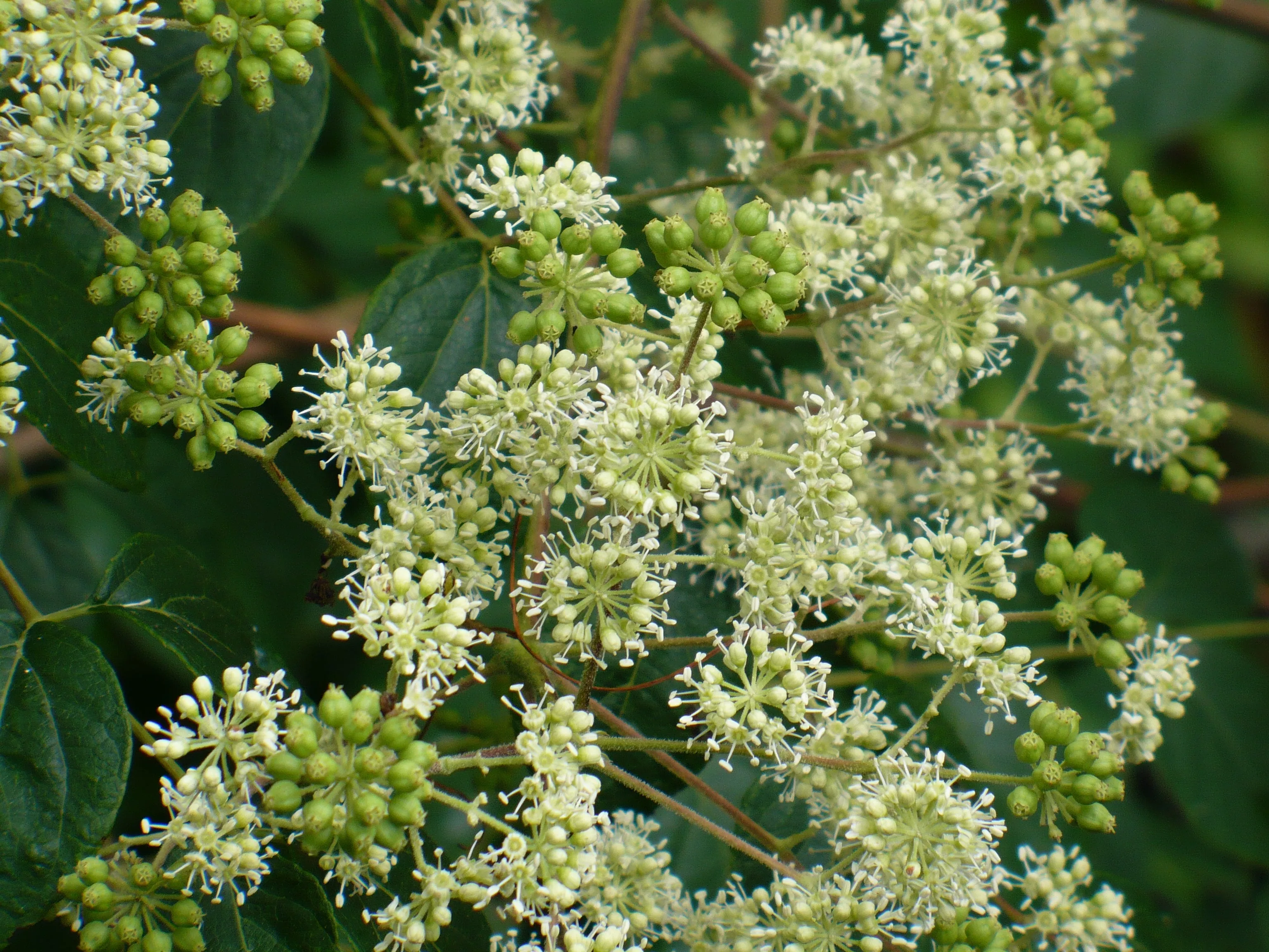 Devil's Walking Stick Aralia Spinosa 200 Seeds  USA Company