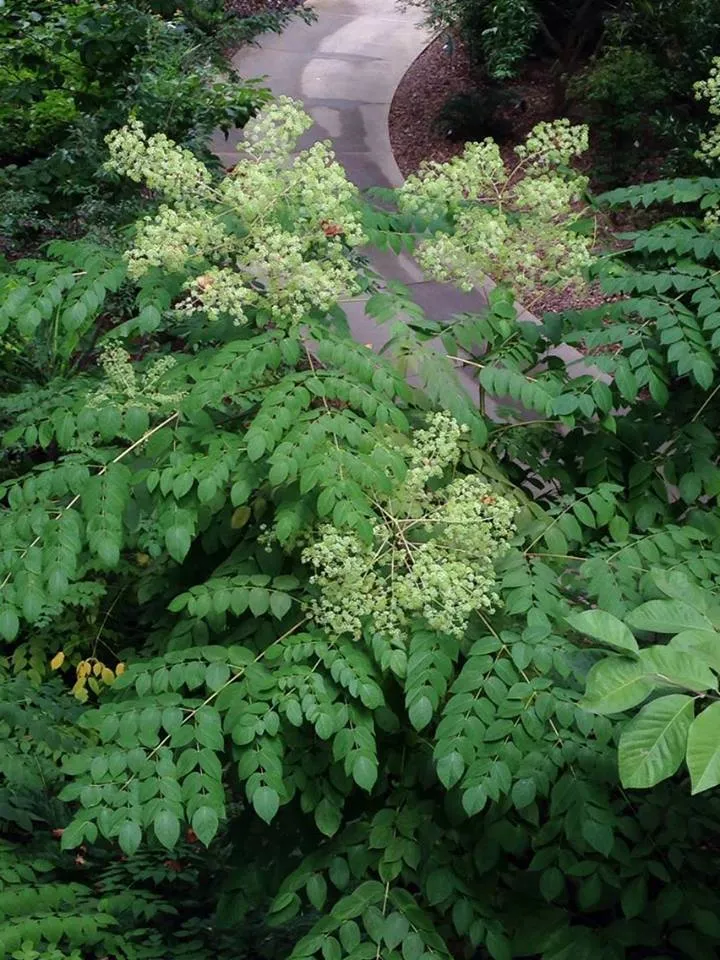 Devil's Walking Stick Aralia Spinosa 200 Seeds  USA Company