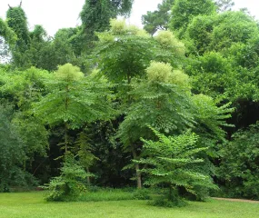 Devil's Walking Stick Aralia Spinosa 200 Seeds  USA Company
