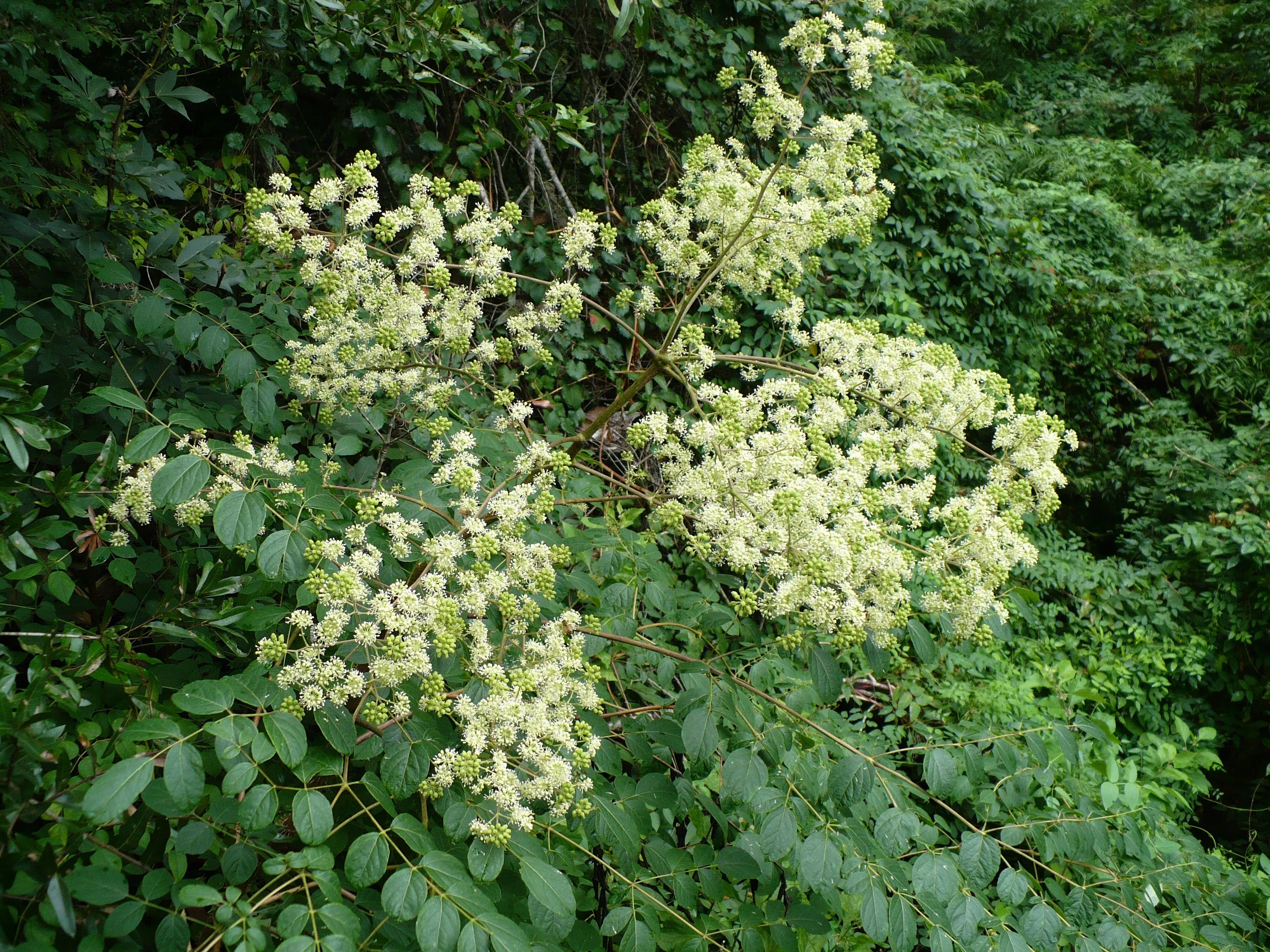 Devil's Walking Stick Aralia Spinosa 200 Seeds  USA Company