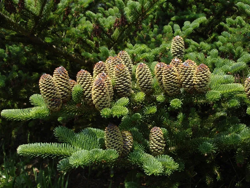 Fraser Fir Abies fraseri 100 Seeds  USA Company
