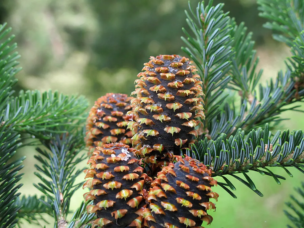 Fraser Fir Abies fraseri 100 Seeds  USA Company