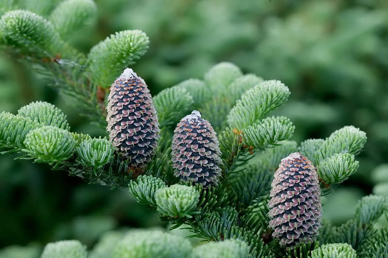 Fraser Fir Abies fraseri 100 Seeds  USA Company