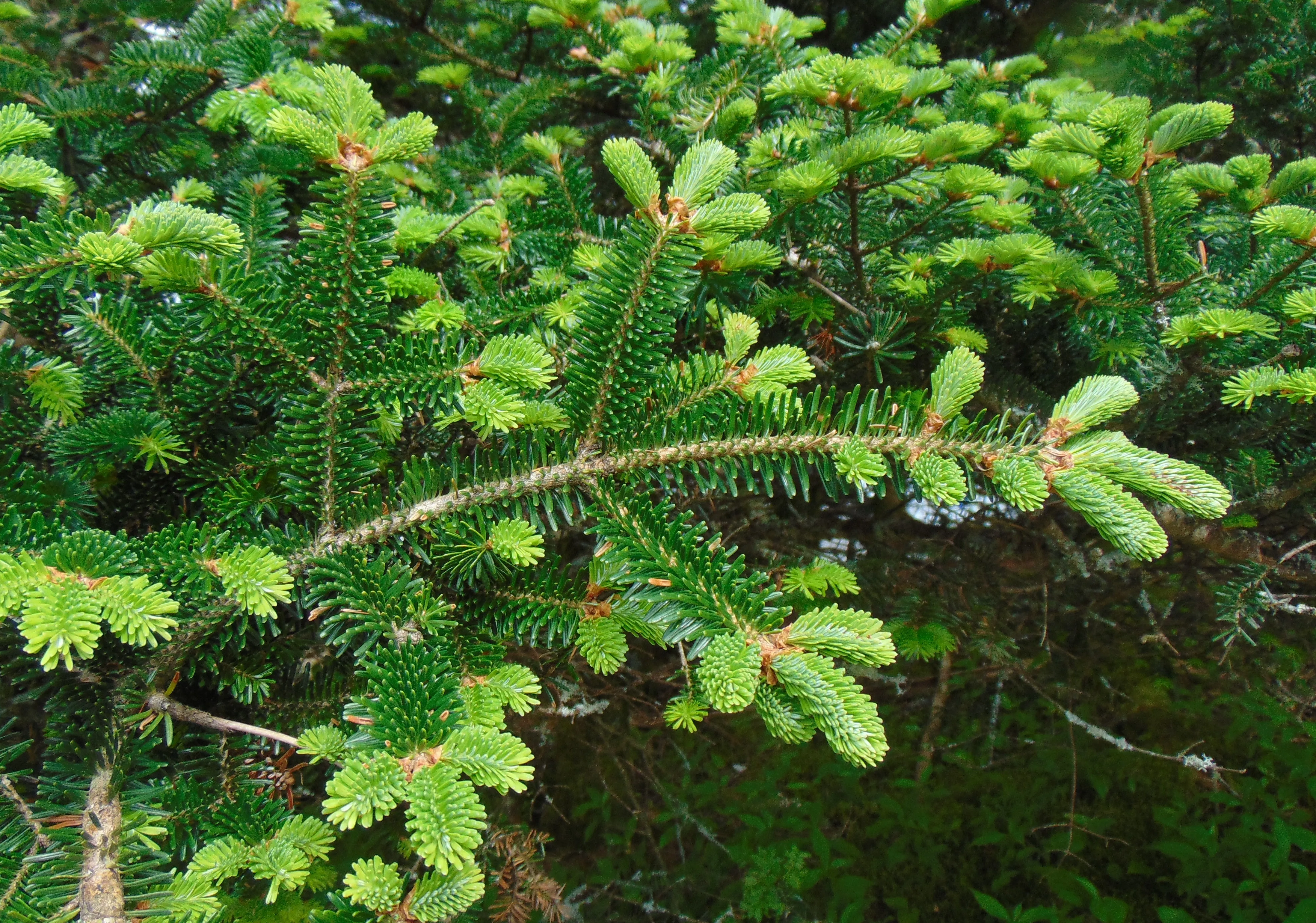 Fraser Fir Abies fraseri 100 Seeds  USA Company
