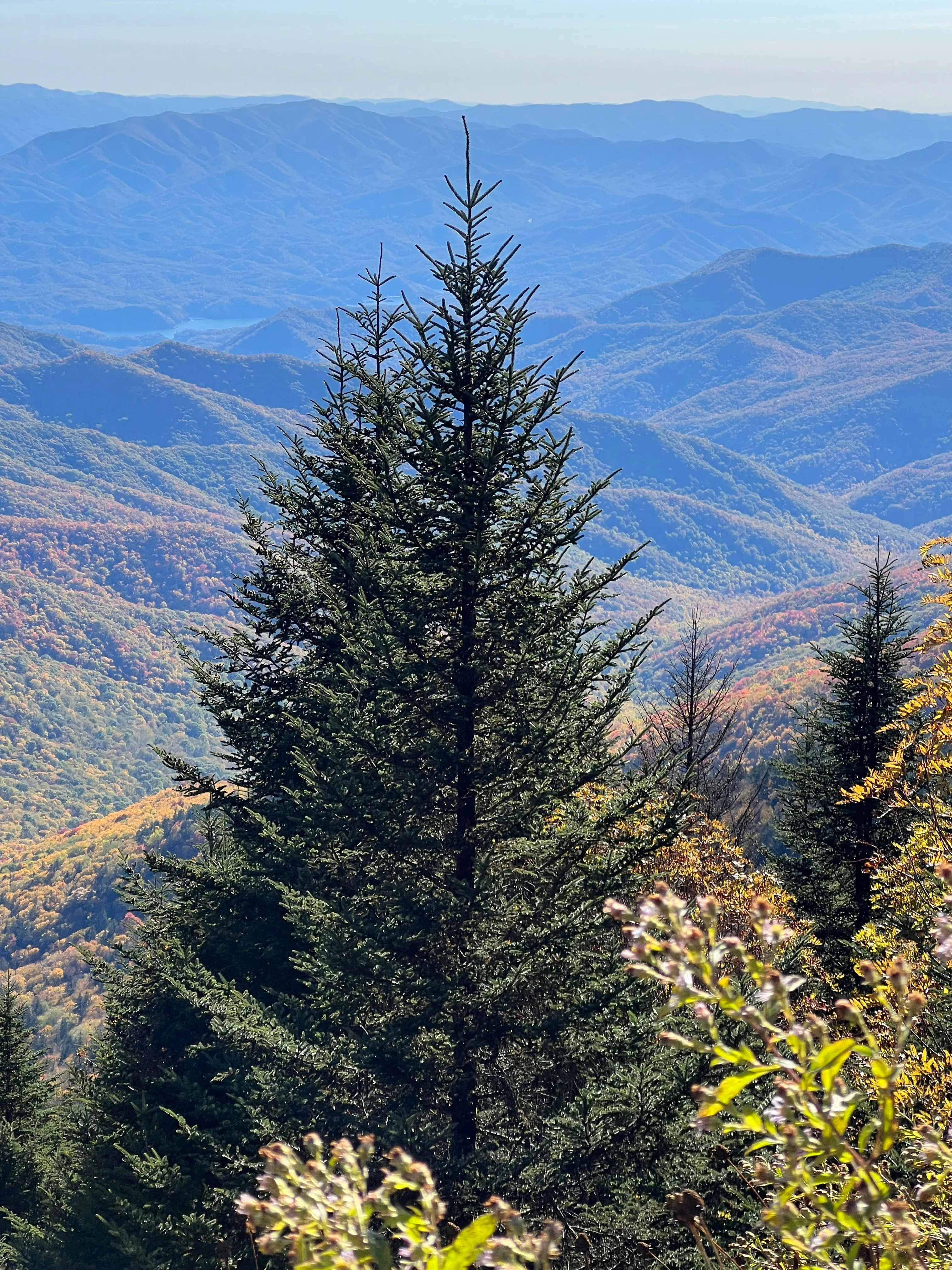Fraser Fir Abies fraseri 100 Seeds  USA Company