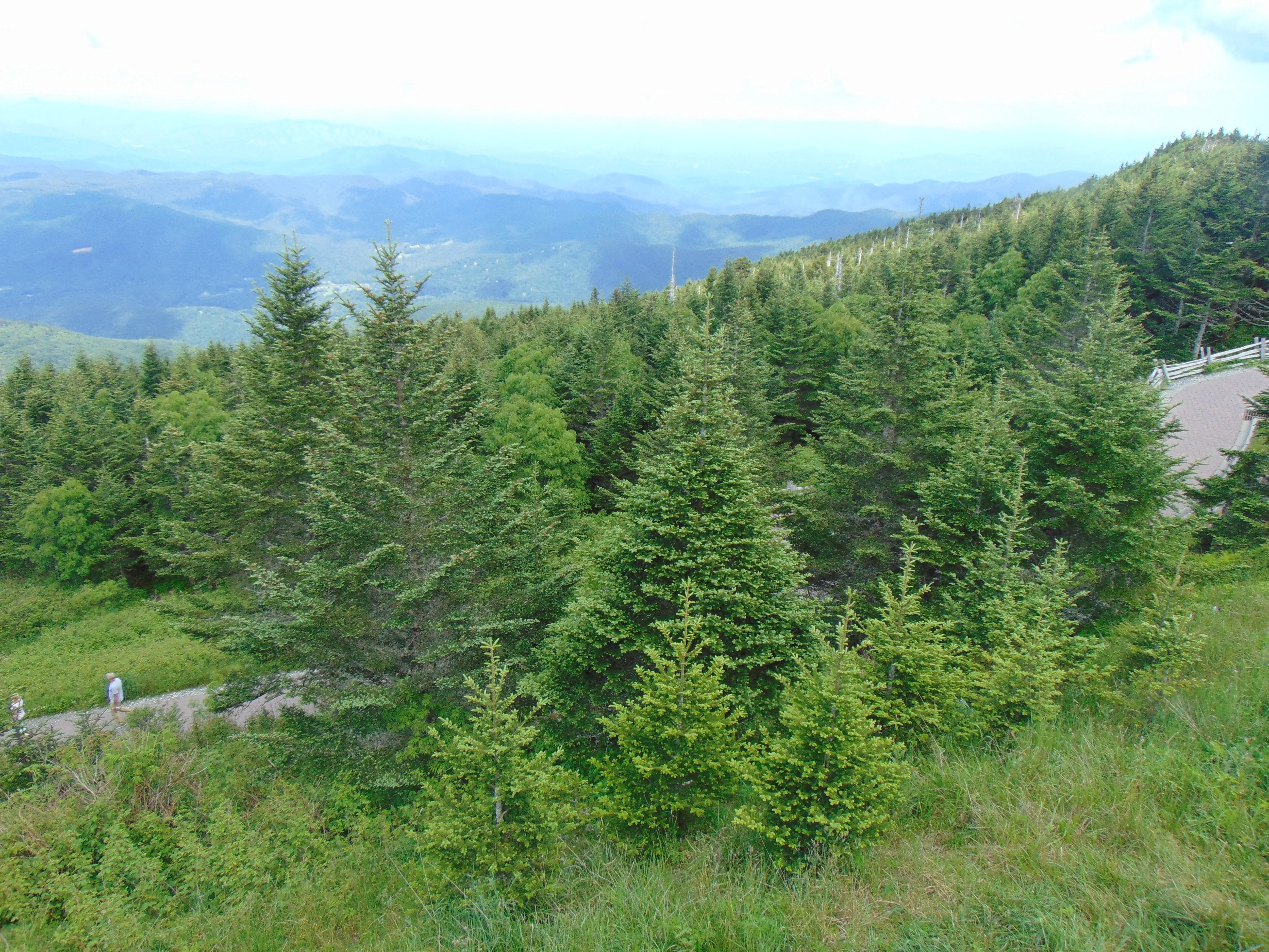 Fraser Fir Abies fraseri 100 Seeds  USA Company