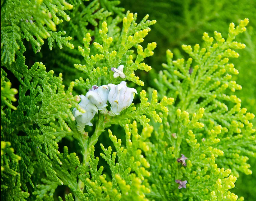 Golden Oriental Arborvitae Platycladus orientalis Aurea 20 Seeds  USA Company