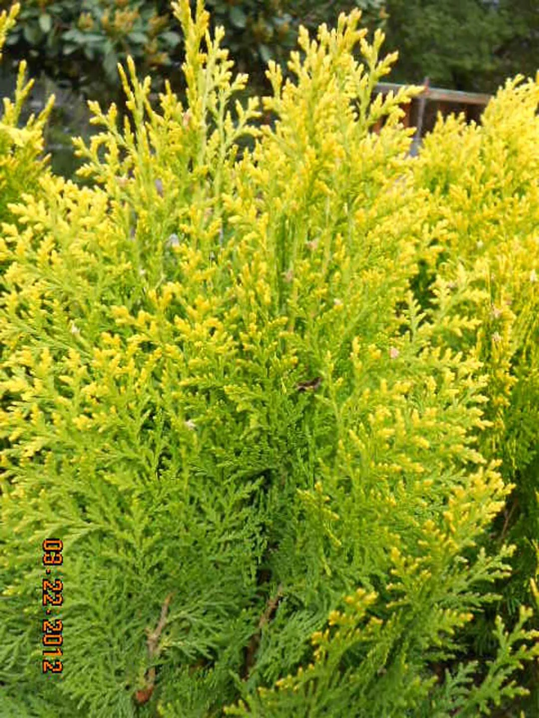 Golden Oriental Arborvitae Platycladus orientalis Aurea 20 Seeds  USA Company