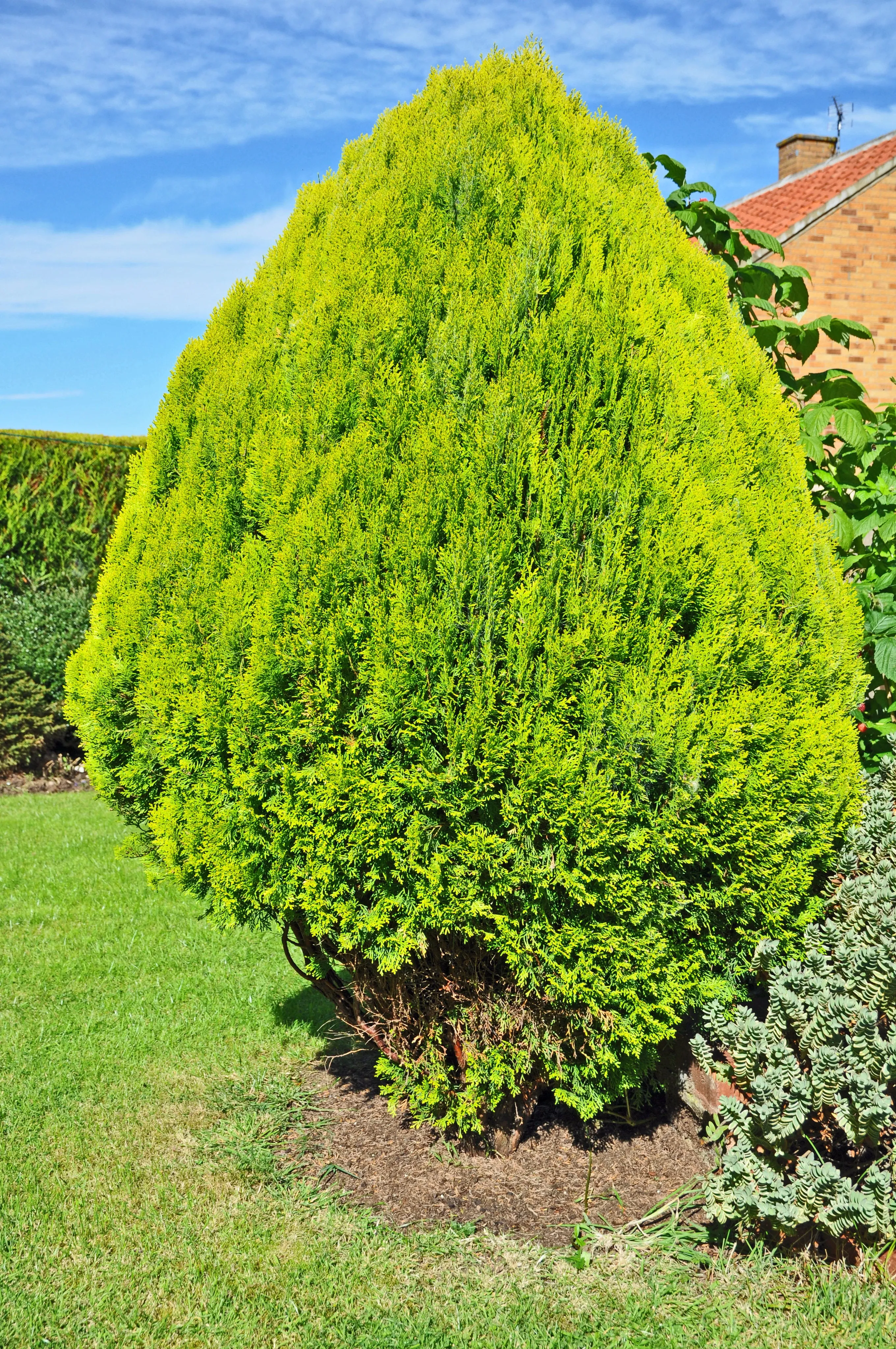Golden Oriental Arborvitae Platycladus orientalis Aurea 20 Seeds  USA Company