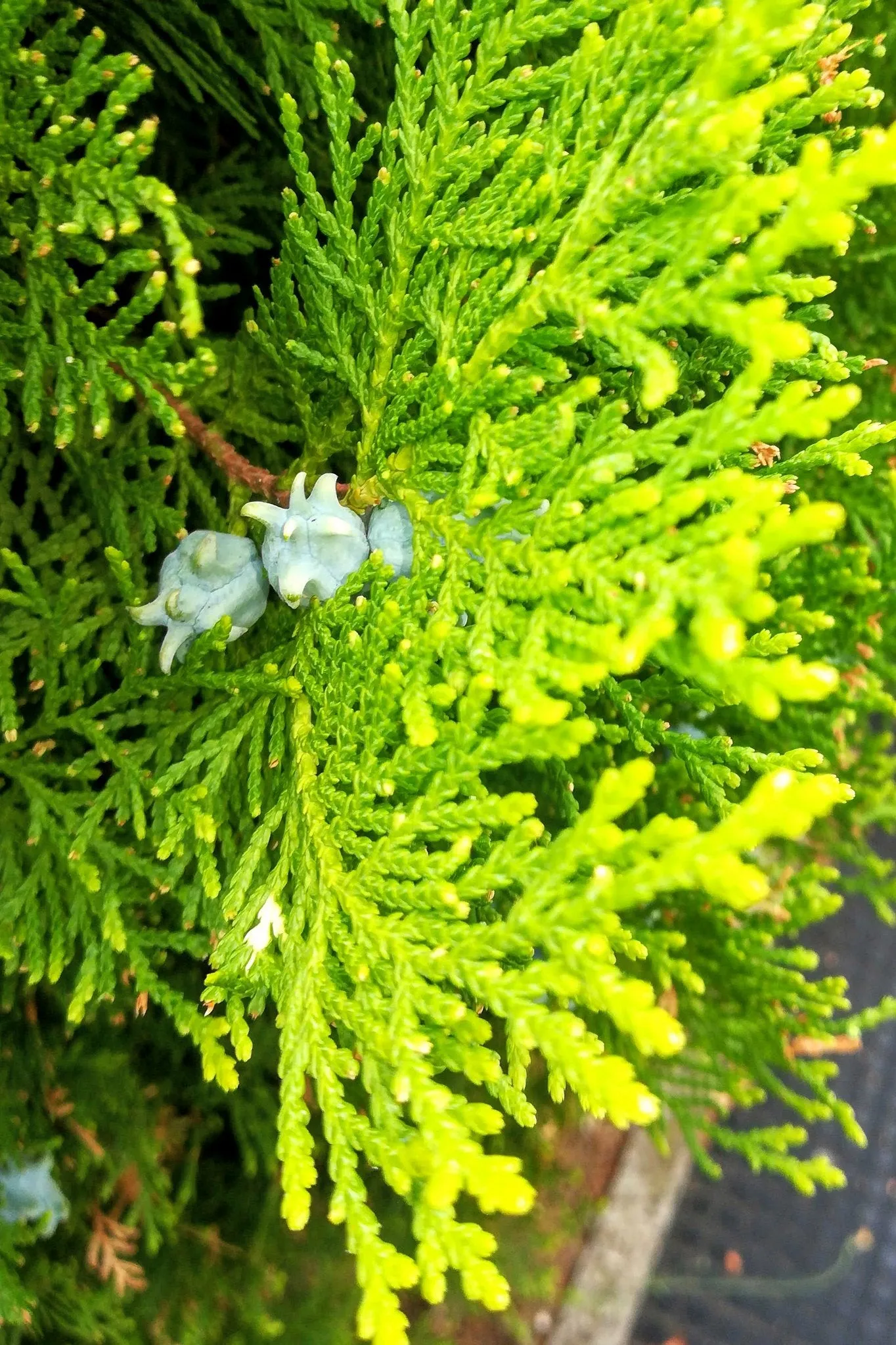 Golden Oriental Arborvitae Platycladus orientalis Aurea 20 Seeds  USA Company