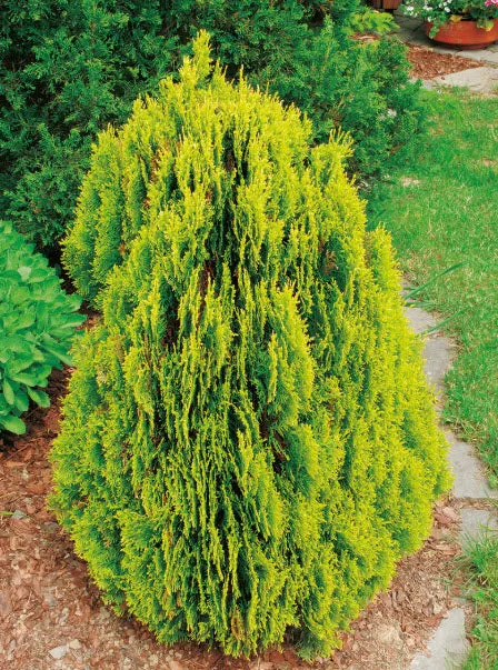 Golden Oriental Arborvitae Platycladus orientalis Aurea 20 Seeds  USA Company