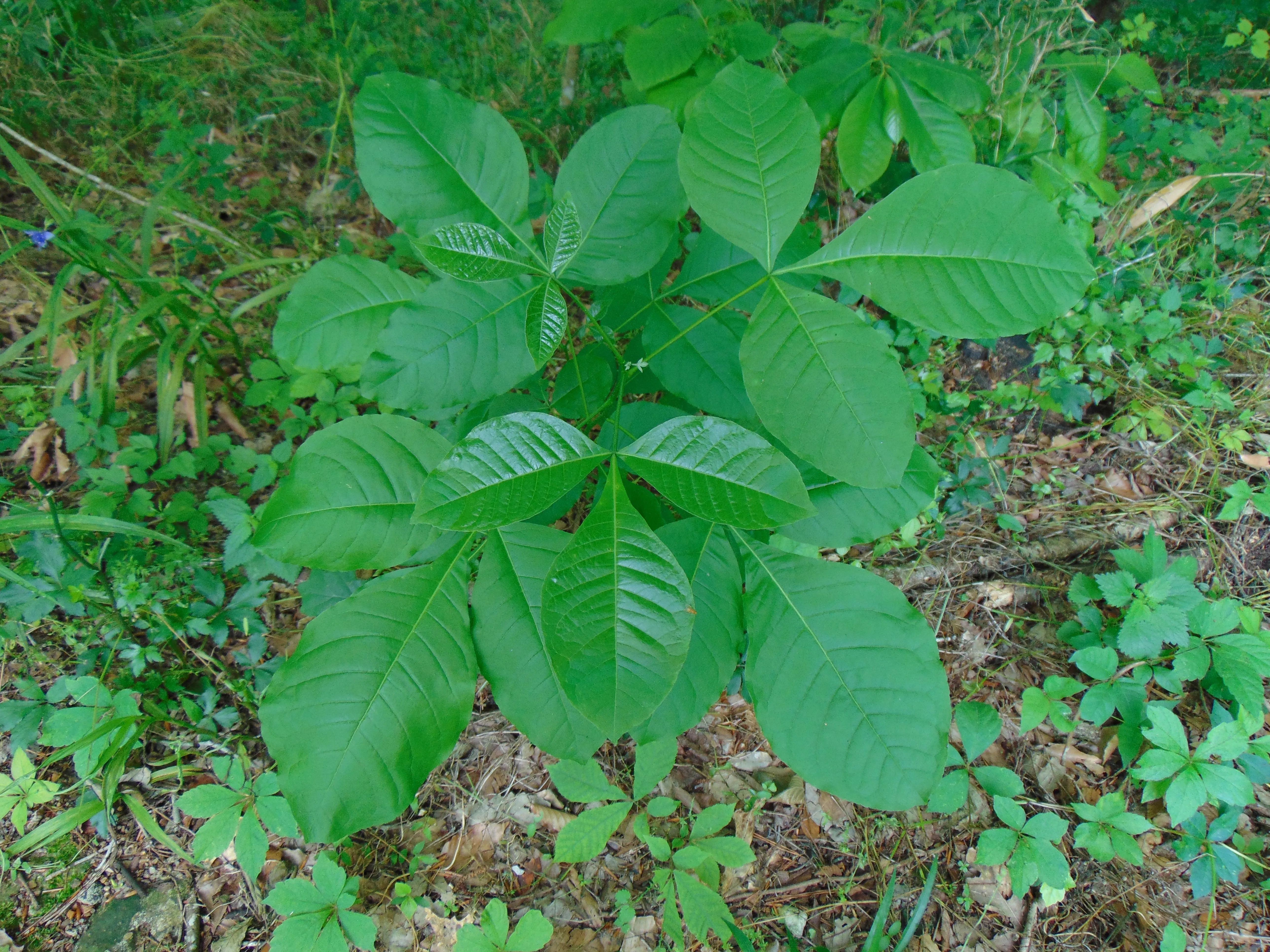 Hop Tree  Wafer Ash  Ptelea trifoliata  500 Seeds  USA Company