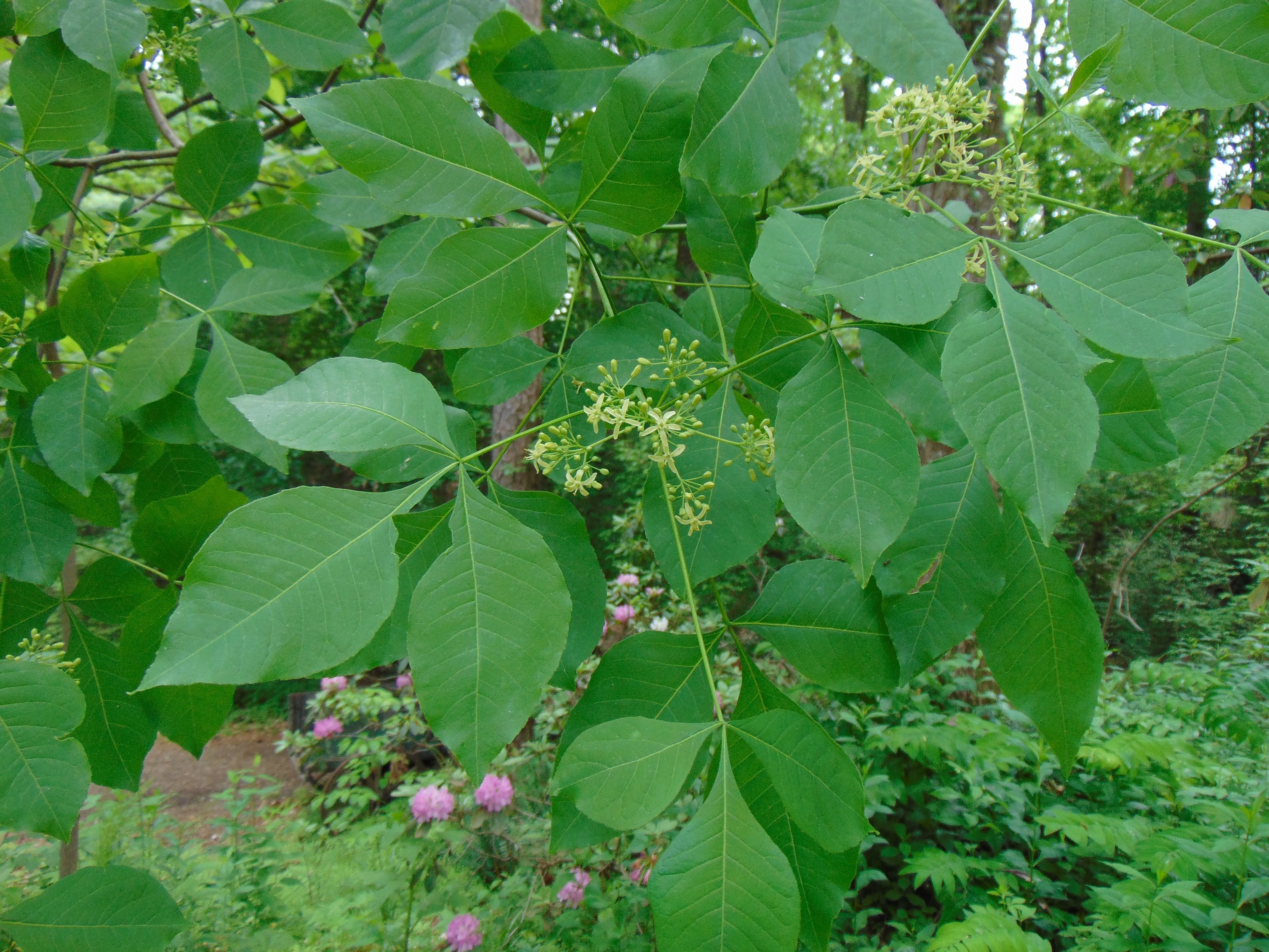 Hop Tree  Wafer Ash  Ptelea trifoliata  500 Seeds  USA Company