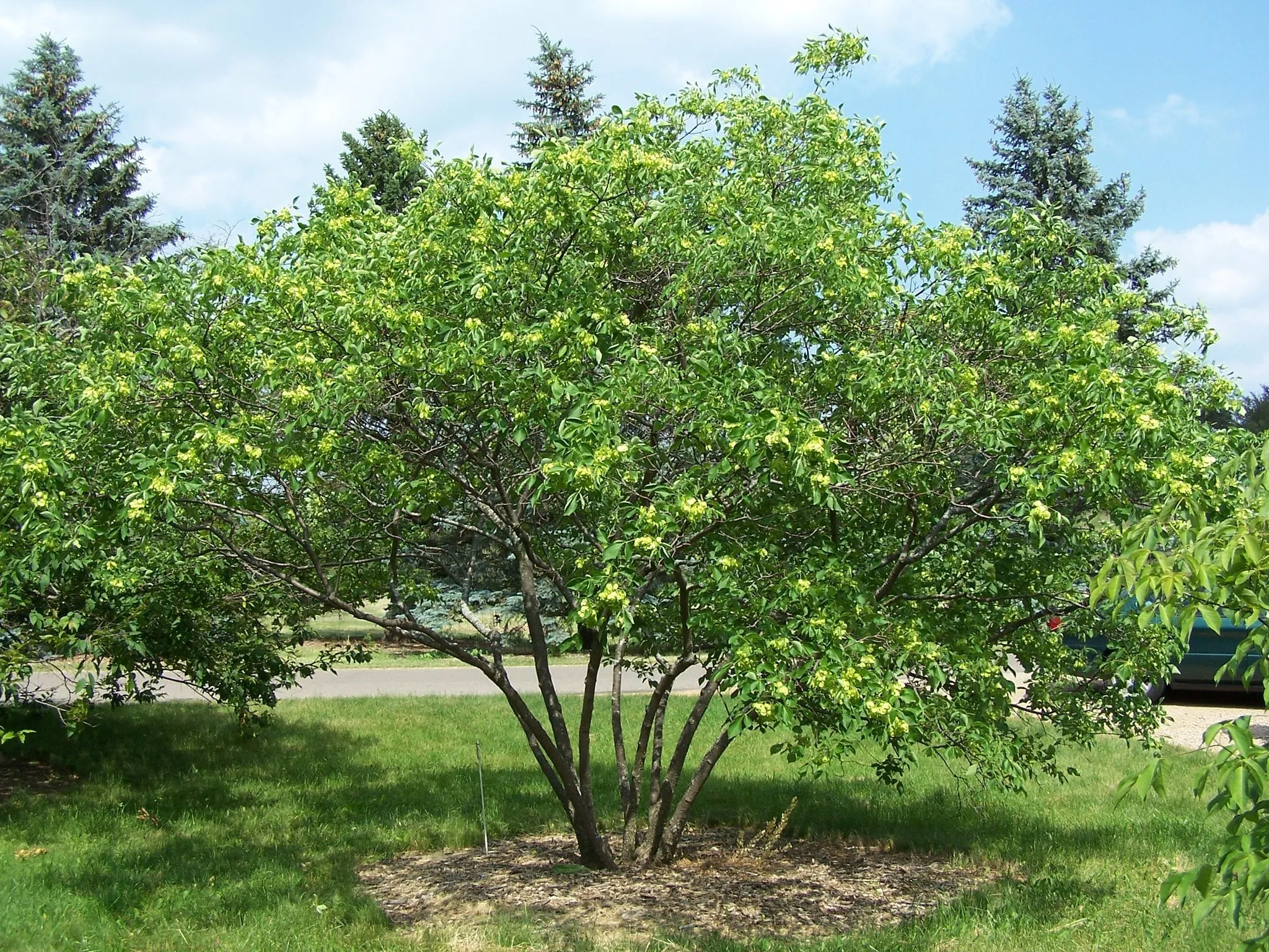 Hop Tree  Wafer Ash  Ptelea trifoliata  500 Seeds  USA Company
