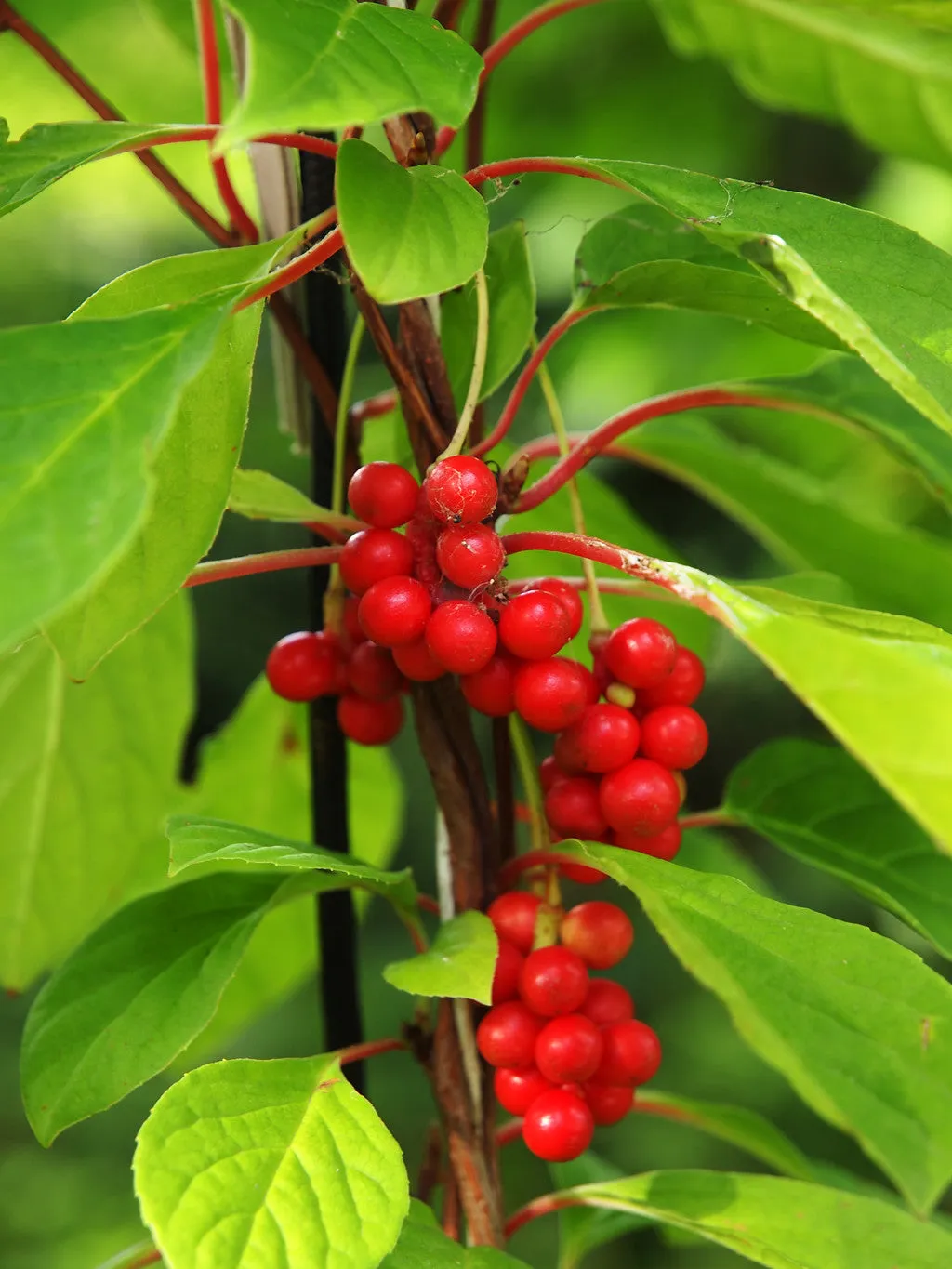 Magnolia Vine Five-Flavor Fruit Schisandra chinensis 20 Seeds   USA Company