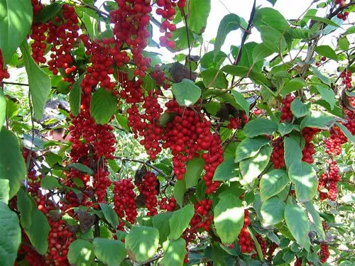 Magnolia Vine Five-Flavor Fruit Schisandra chinensis 20 Seeds   USA Company