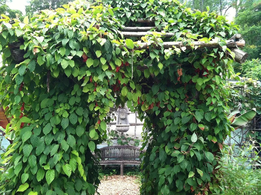 Magnolia Vine Five-Flavor Fruit Schisandra chinensis 20 Seeds   USA Company