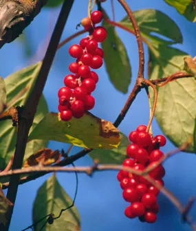 Magnolia Vine Five-Flavor Fruit Schisandra chinensis 20 Seeds   USA Company