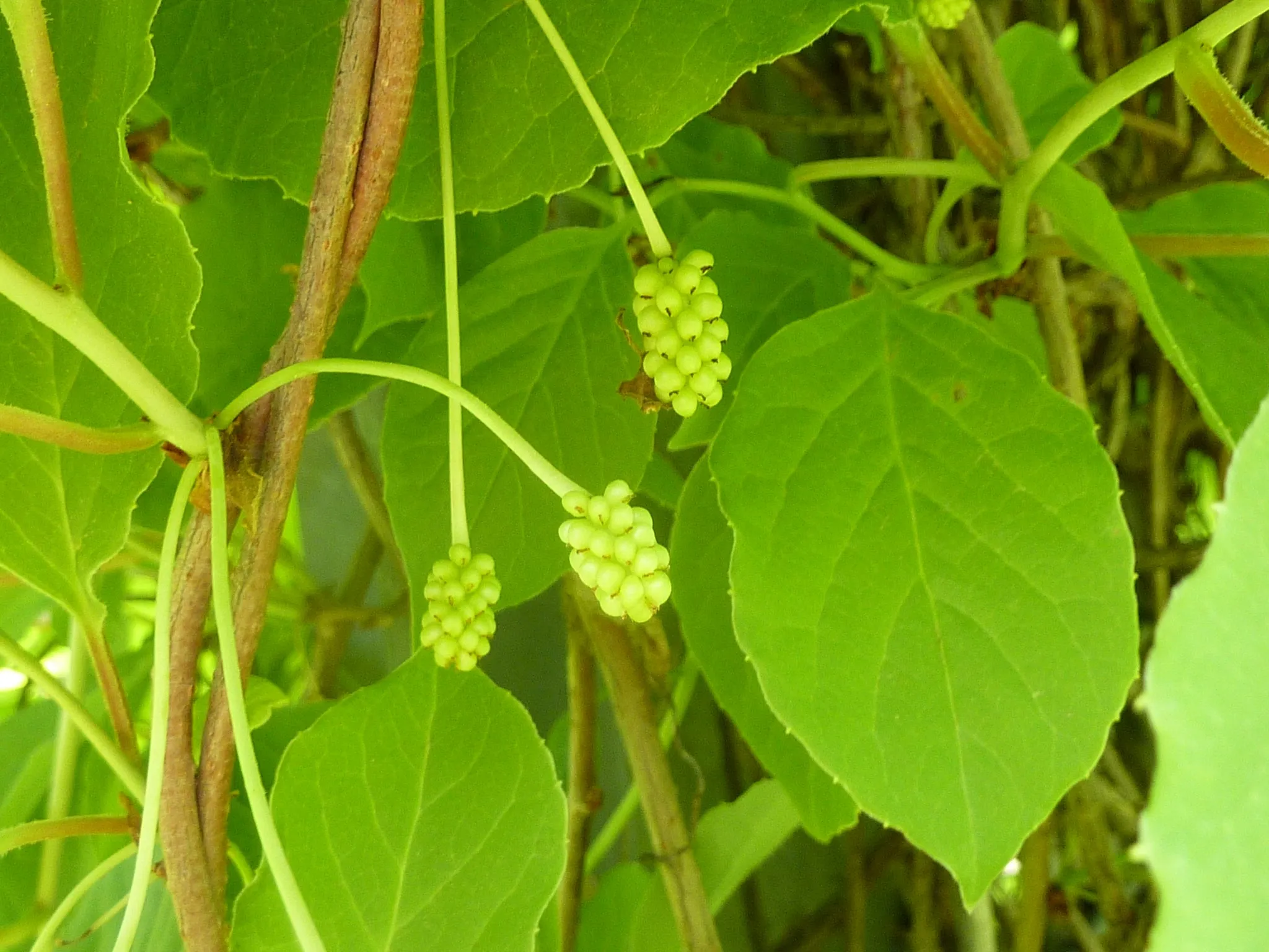 Magnolia Vine Five-Flavor Fruit Schisandra chinensis 20 Seeds   USA Company