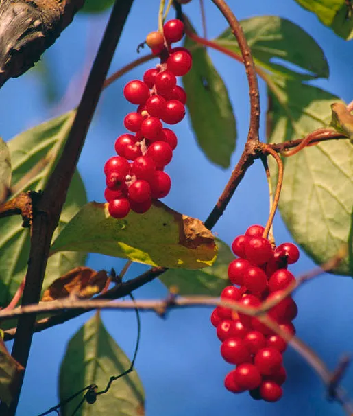 Magnolia Vine Five-Flavor Fruit Schisandra chinensis 20 Seeds   USA Company
